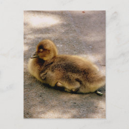 Baby Gosling im Frühjahr Postkarte