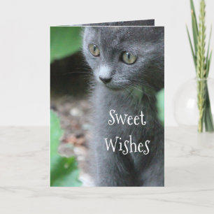 Baby Gray Kitten Karte