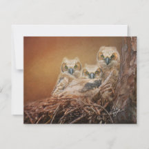 Baby Great Horned Owls Wildlife Fotografy