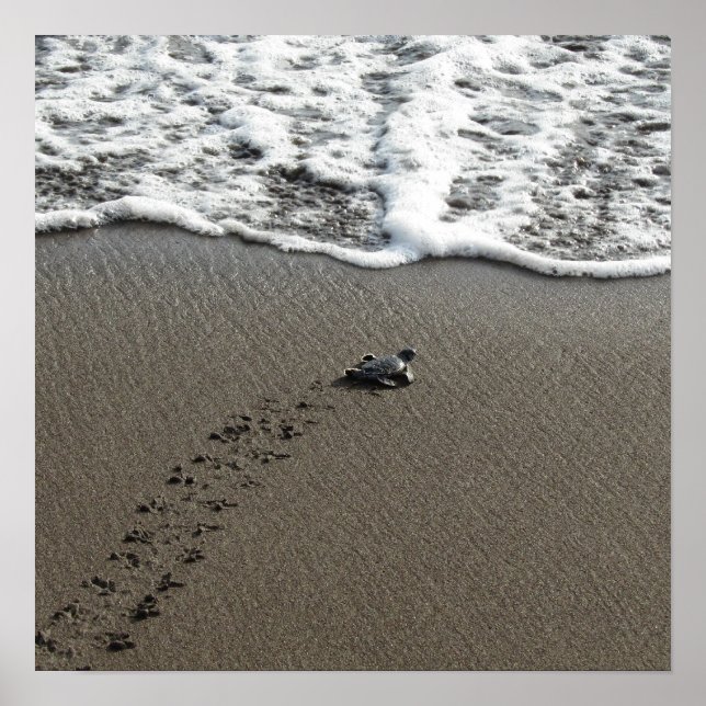 Baby Green Sea Turtle Poster (Vorne)