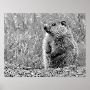 Baby Groundhog in SCHWARZ UND WEISS Poster