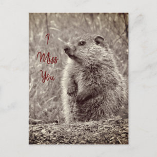 Baby Groundhog in SCHWARZ UND WEISS Postkarte