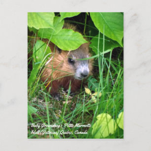 Baby Groundhog Petite Marmotte Spring in Kanada Postkarte