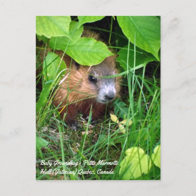 Baby Groundhog Petite Marmotte Spring in Kanada Postkarte (Vorderseite)