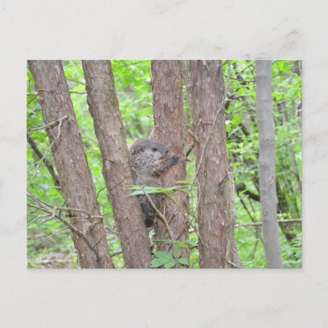 Baby Groundhog Postcard Postkarte (Vorderseite)
