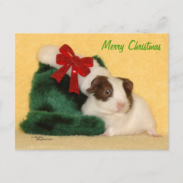 Baby Guinea Pig Frohe Weihnachtskarte Feiertagspostkarte (Vorderseite)