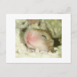 Baby Hamster Postkarte