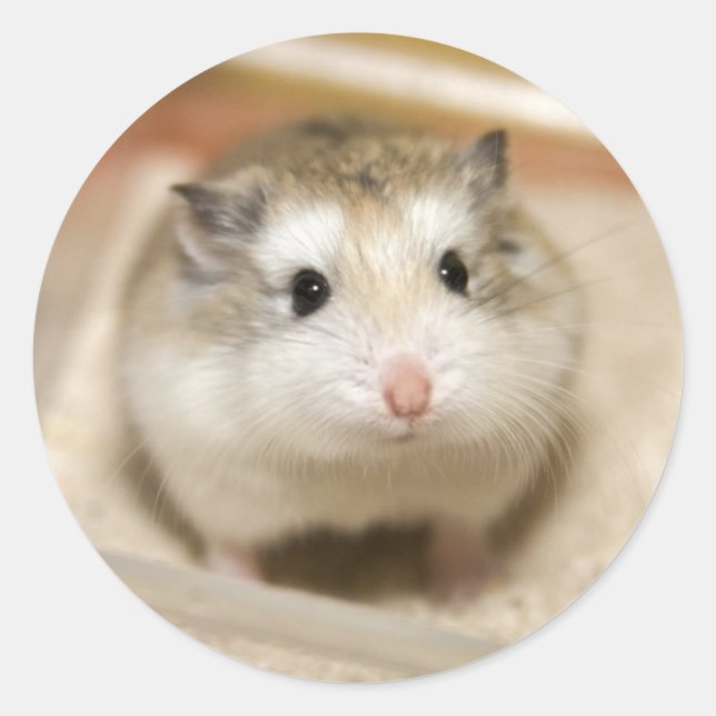 Baby Hamster Stare Runder Aufkleber (Vorderseite)