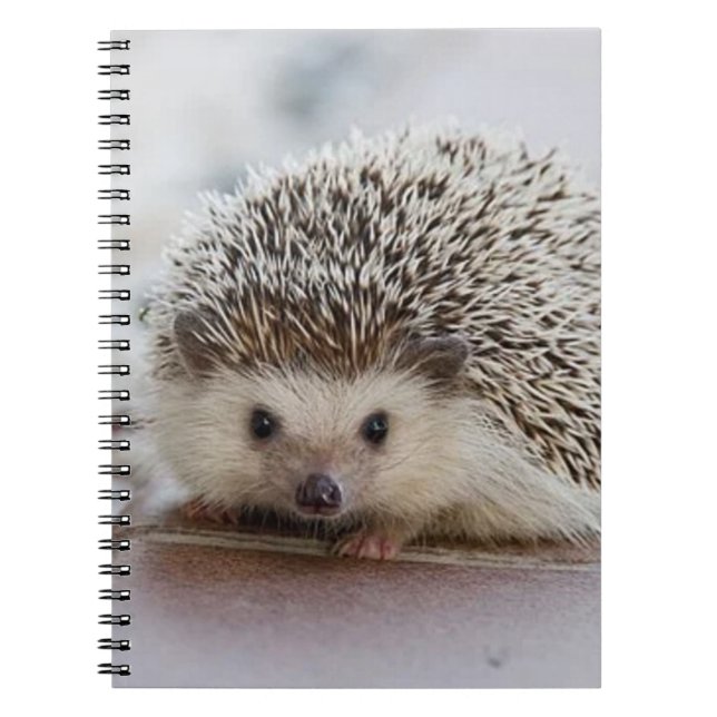 Baby-Hedgehog Notizblock (Vorderseite)