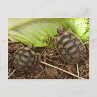 Baby Hermans Tortoises Postkarte