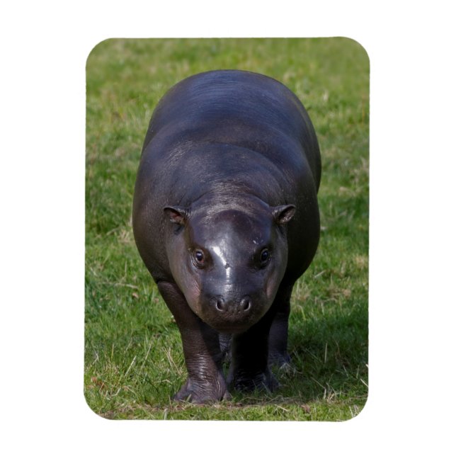 Baby Hippo Flexible Magnet (Vertikal)