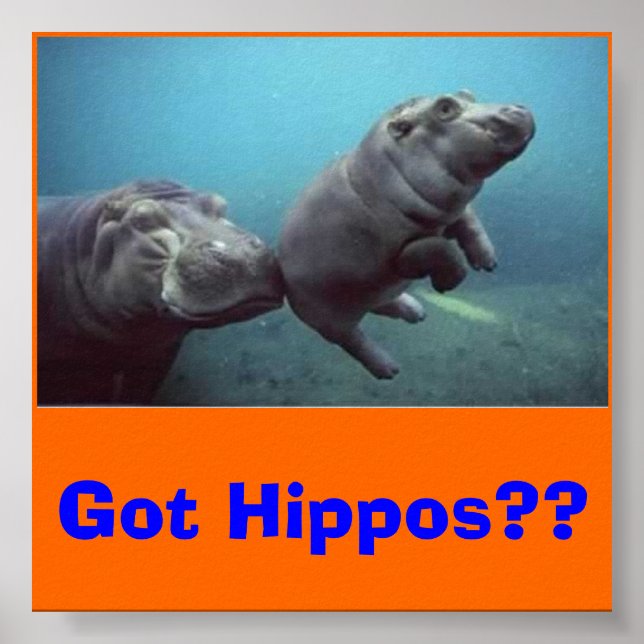 Baby-Hippo, Got Hippos? Poster (Vorne)