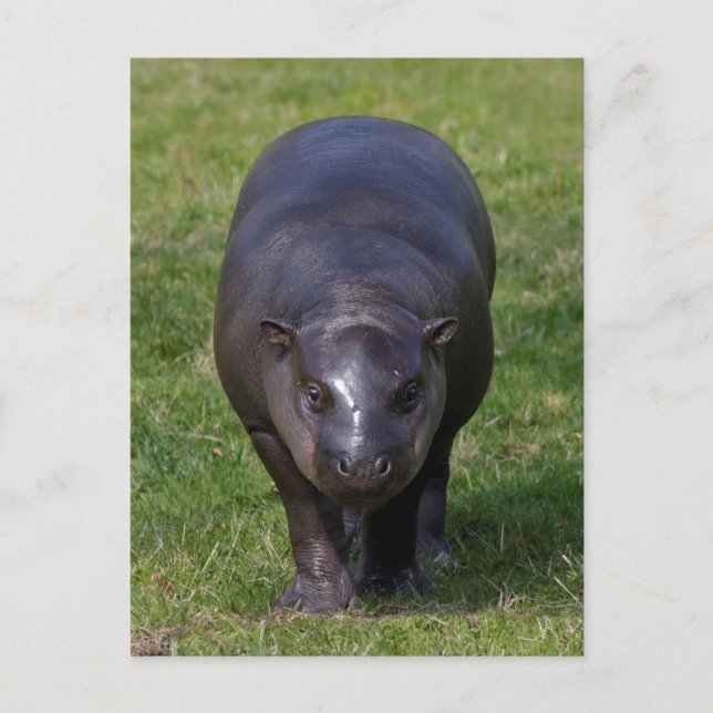 Baby Hippo Postcard Postkarte (Vorderseite)