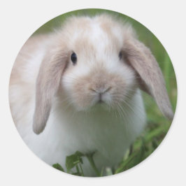 Baby Holland Lop Bunny Runder Aufkleber