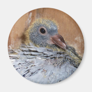 Baby Homing Pigeon Magnet