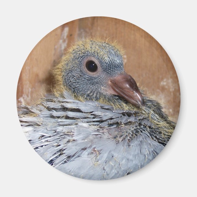 Baby Homing Pigeon Magnet (Vorne)