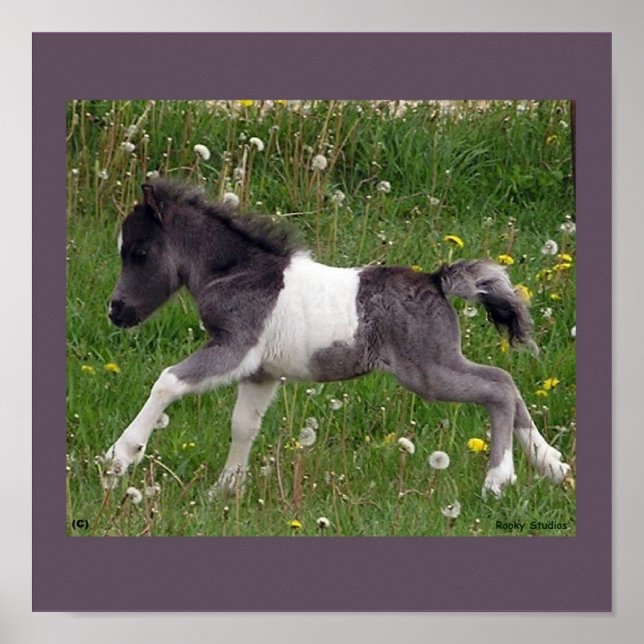 Baby Horse Poster (Vorne)