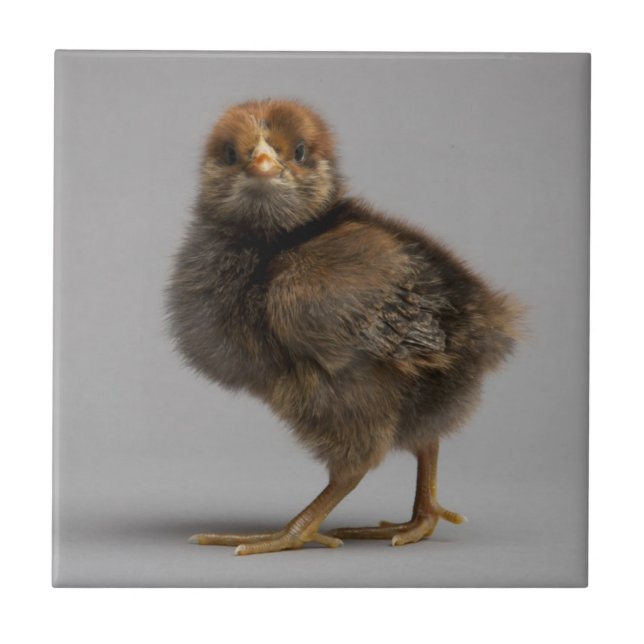 Baby-Huhn Fliese (Vorderseite)