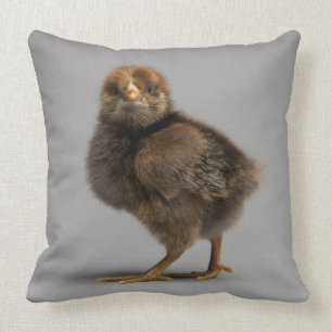 Baby-Huhn Kissen