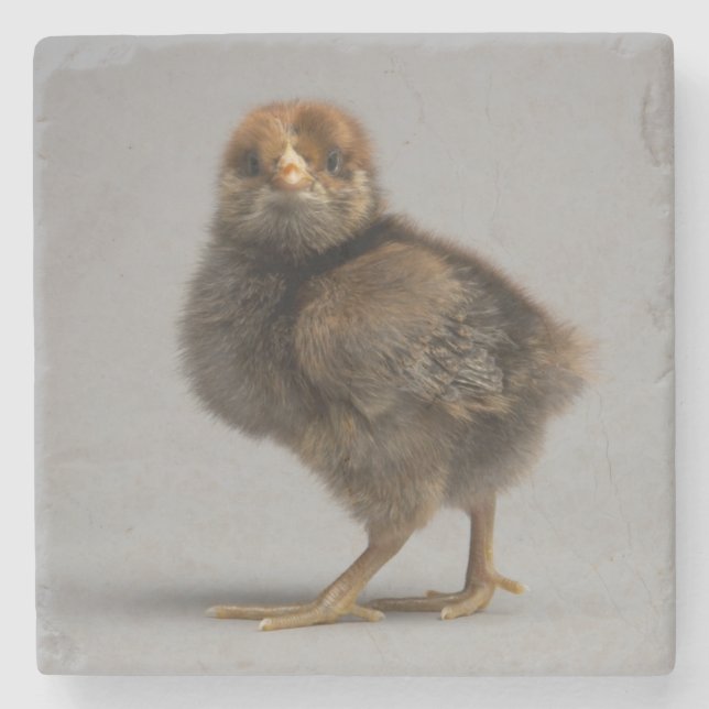 Baby-Huhn Steinuntersetzer (Vorderseite)