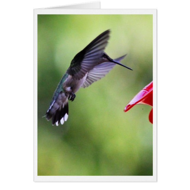 Baby Hummingbird Wizard Card (Vorne)