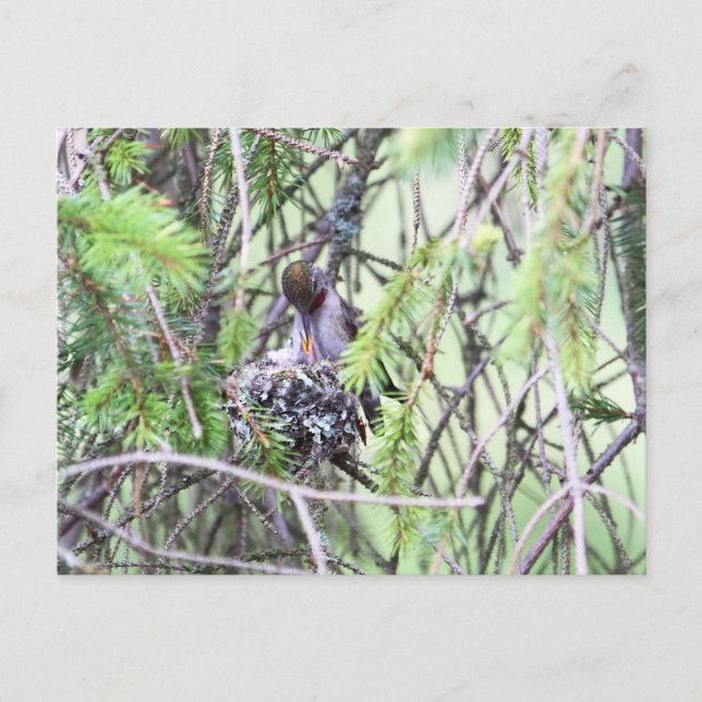 Baby Hummingbirds in einem Nest Postkarte (Vorderseite)