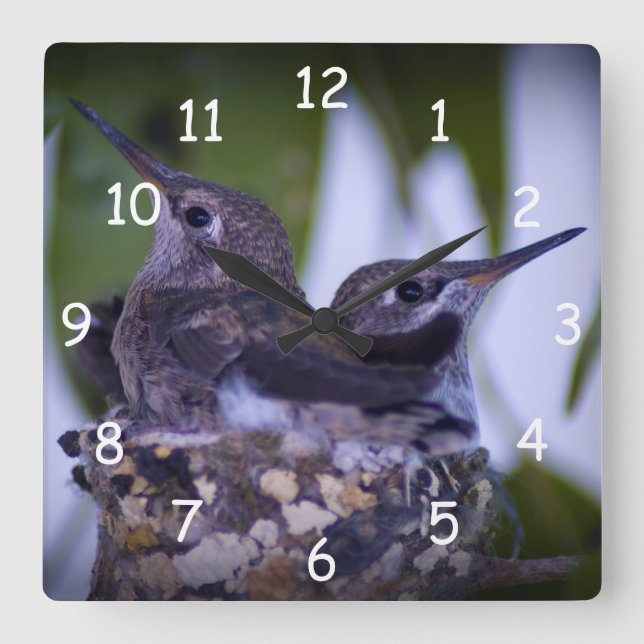 Baby Hummingbirds Quadratische Wanduhr (Vorderseite)
