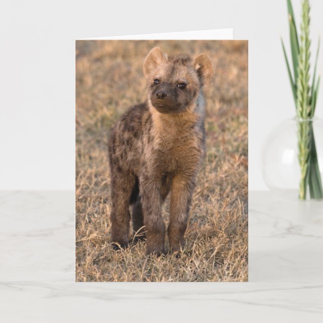 Baby Hyena Cards Karte (Vorderseite)