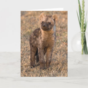Baby Hyena Cards Karte