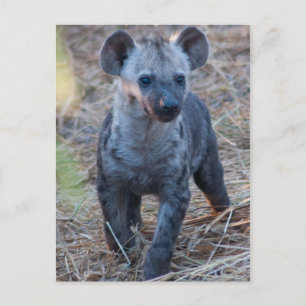 Baby Hyena Postcard Postkarte