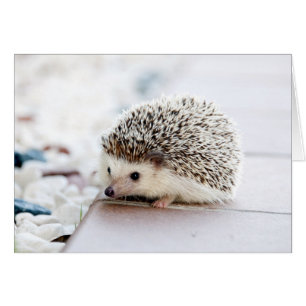 Baby Igel