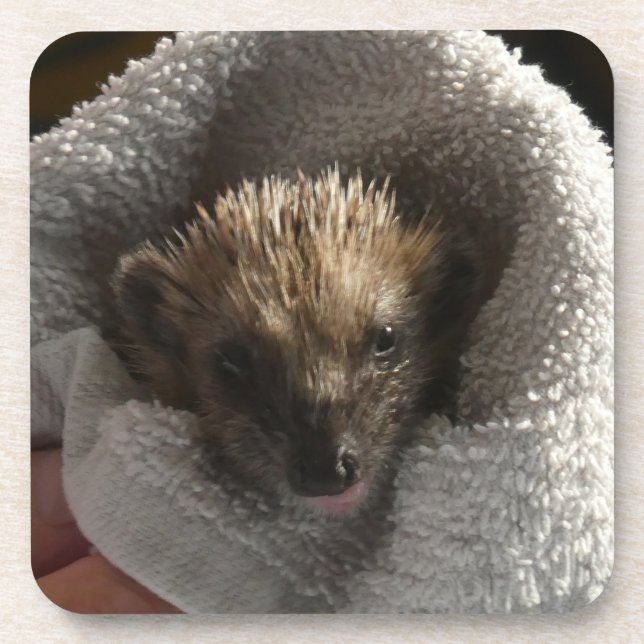 Baby-Igel auf Untersetzer aus leerer Plastik (Vorderseite)