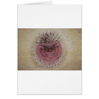 Baby Igel Ball