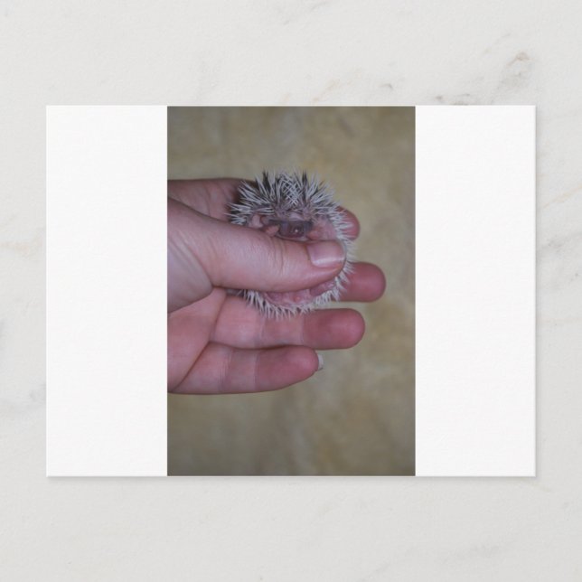 Baby Igel in der Hand Postkarte (Vorderseite)