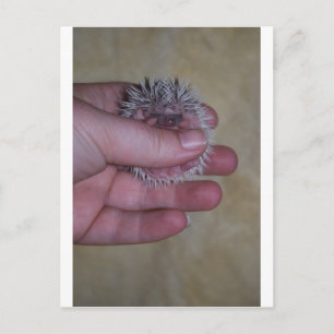 Baby Igel in der Hand Postkarte