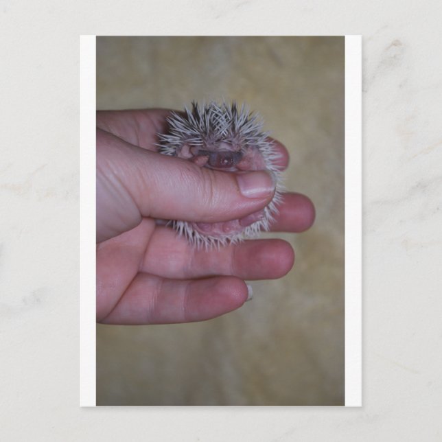 Baby Igel in der Hand Postkarte (Vorderseite)