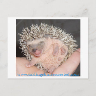 Baby Igel Postcard Postkarte