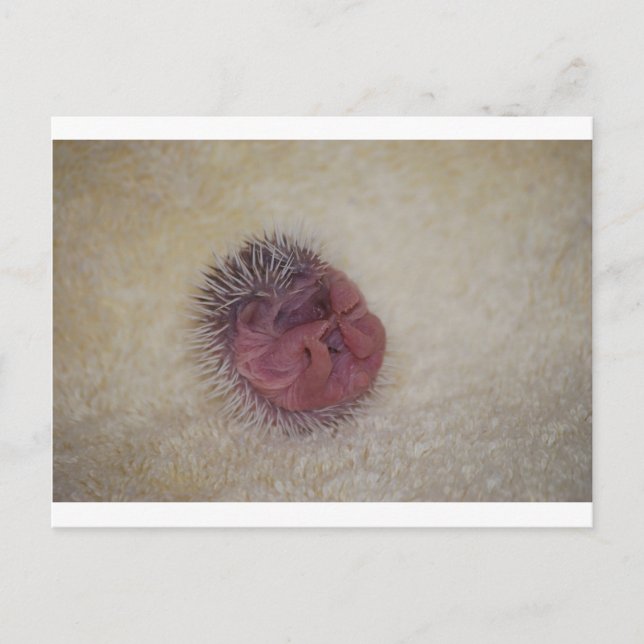 Baby Igel Postkarte (Vorderseite)
