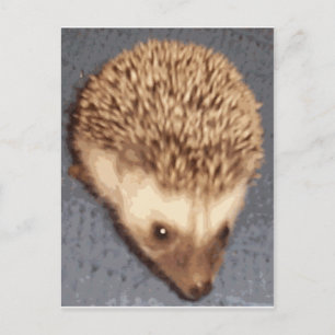 Baby Igel Postkarte