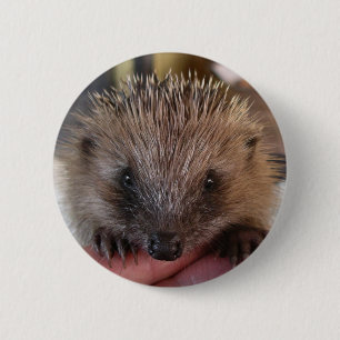 Baby-Igels-Knopf Button