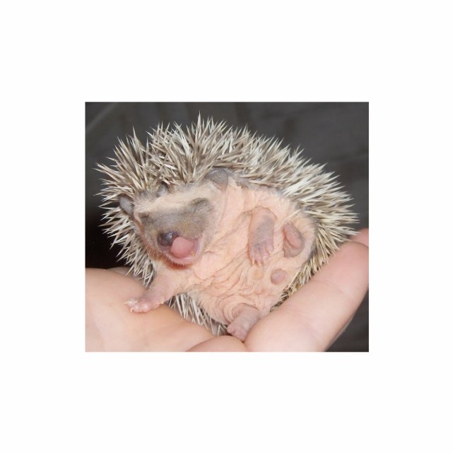 Baby-Igels-Skulptur Freistehende Fotoskulptur (Vorne)