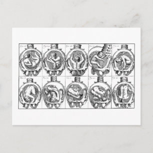 Baby im Mutterleib Vintage-Hebamme Anatomie-Illust Postkarte
