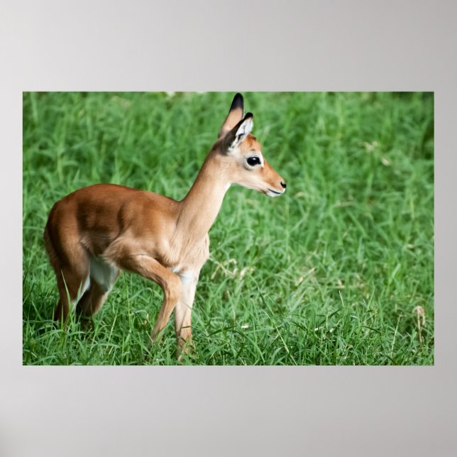 Baby impala in grünem Gras Poster (Vorne)