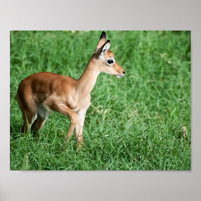 Baby Impala Poster (Vorne)