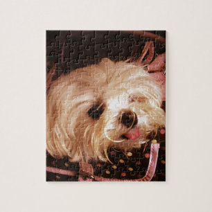 Baby in einem Beutel Maltese Puppy Jigsaw Puzzle