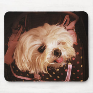 Baby in einer Tasche maltesischen Welpe Mousepad
