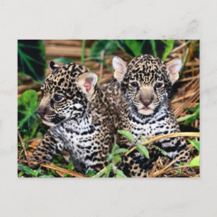 Baby Jaguar Cubs Postkarte