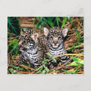 Baby Jaguars Postkarte