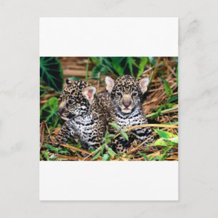Baby Jaguars Postkarte