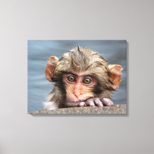 Baby Japanisch Macaque   Jigokudani Yaen-Koen Leinwanddruck